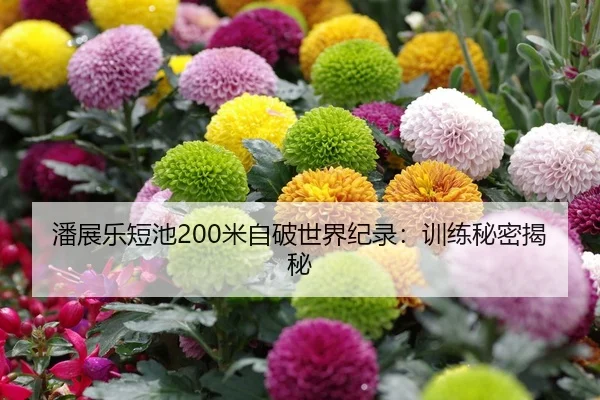 潘展乐短池200米自破世界纪录：训练秘密揭秘